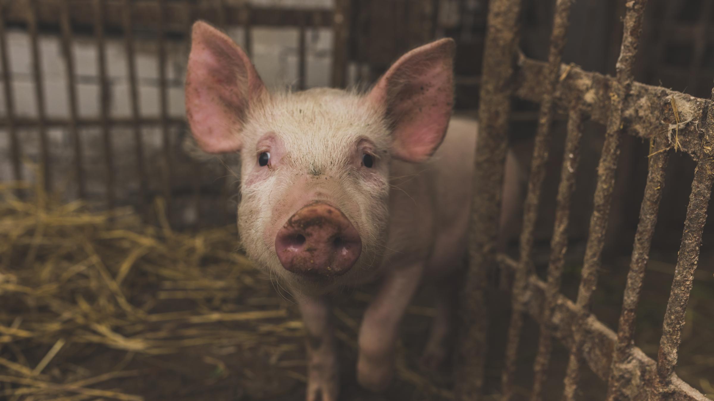 What is pig analysis?