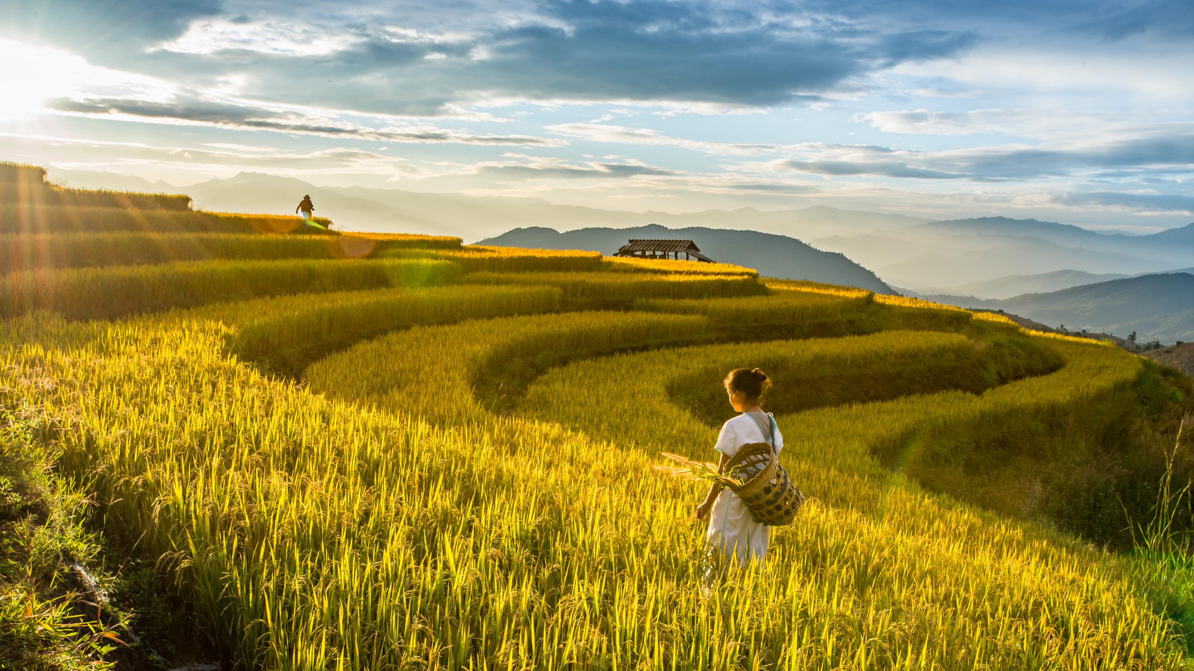 Rice field film shot