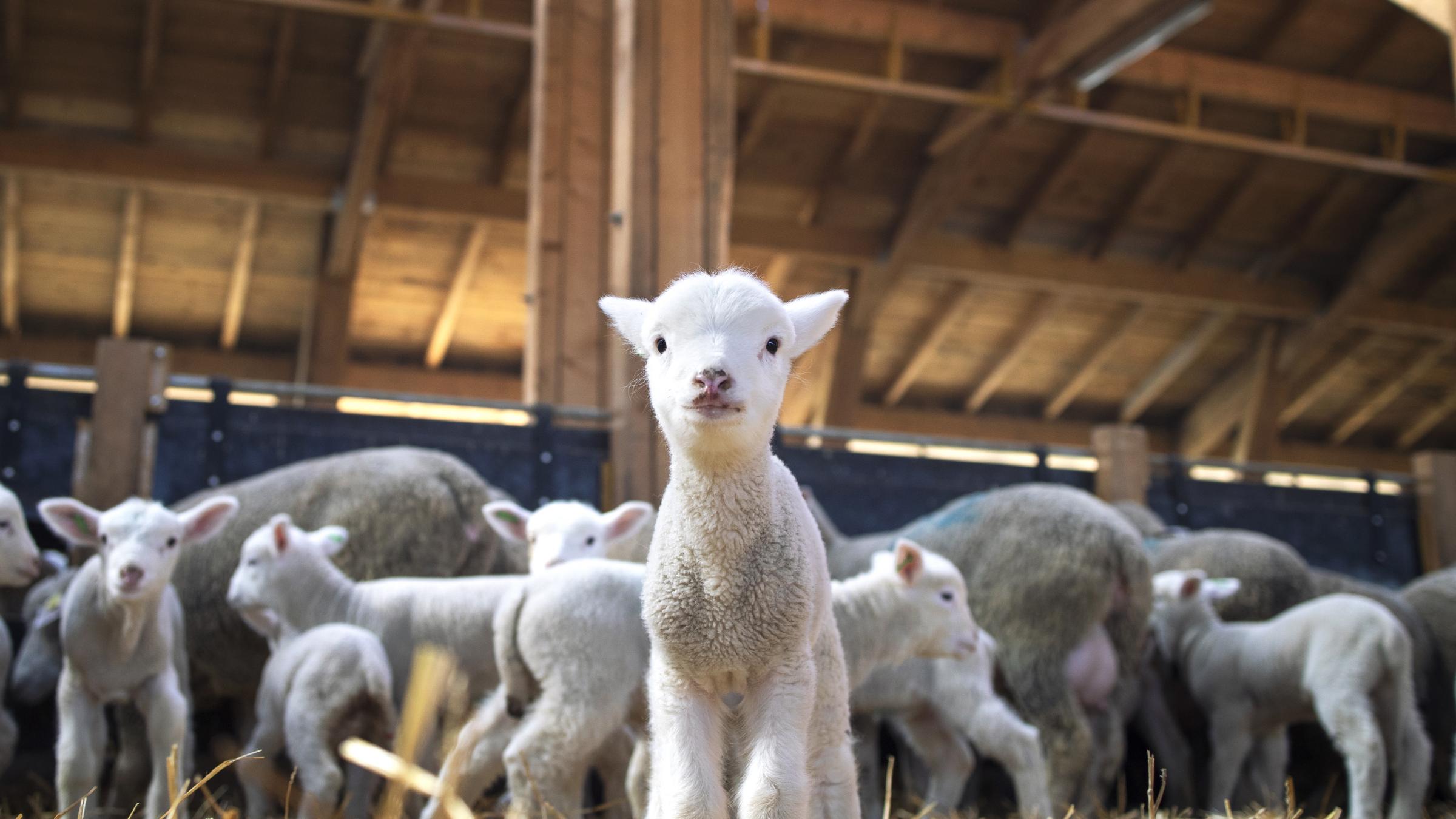 Supply Chain of Mutton in Malaysia: Challenges and the Way Forward | FFTC Agricultural Policy Platform (FFTC-AP) Supply Chain of Mutton in Malaysia: Challenges and the Way Forward | FFTC Agricultural Policy Platform (FFTC-AP)