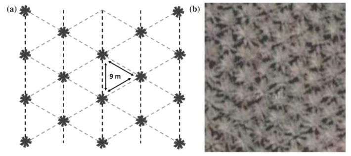 Oil palm plantation pattern and its satellite image taken / precision agriculture