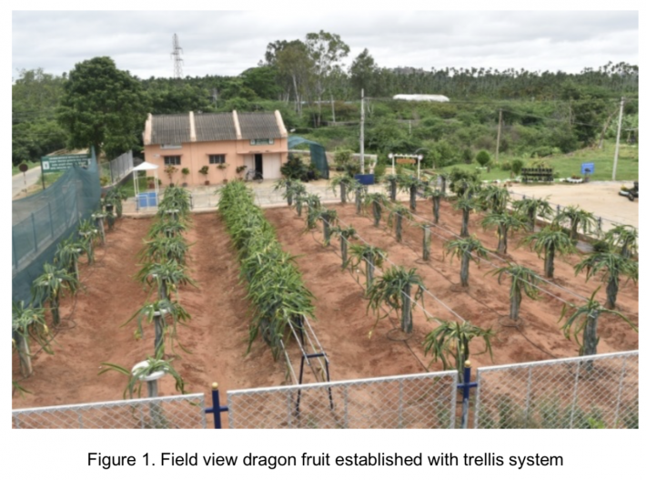 Dragon Fruit Country Report From India Fftc Agricultural Policy Platform Fftc Ap